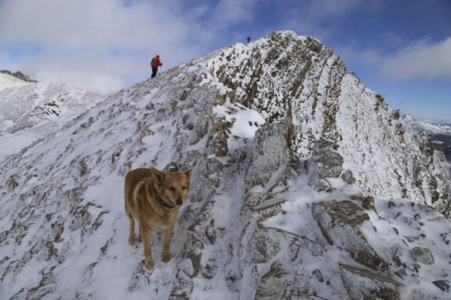 Thor, el perro que sobrevivió 16 días enriscado en la Montaña Central Leonesa