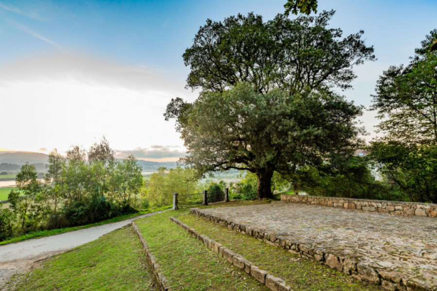 La encina de Colindres recibe el premio al Mejor Árbol de España
