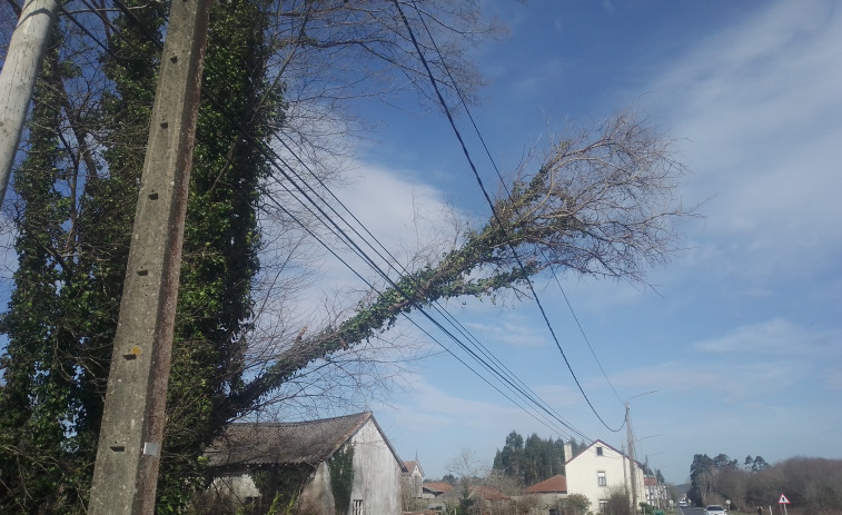 Xuntos Carballo pide que se retire un árbol caído sobre un tendido en la recta de Rus