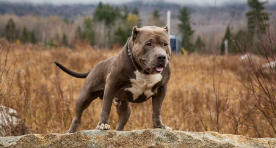 Muere una mujer tras ser atacada por un pitbull que había recogido del campo