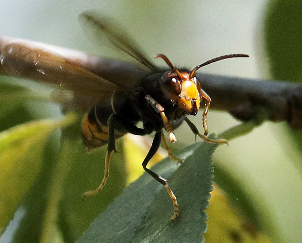 Velutina