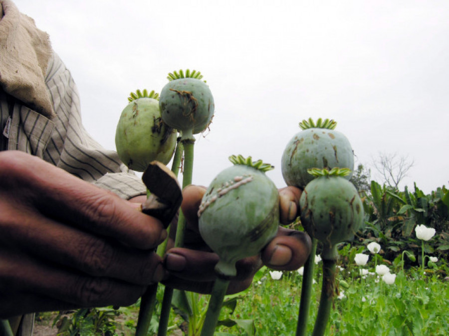 España es el principal productor legal de opio para morfina del mundo