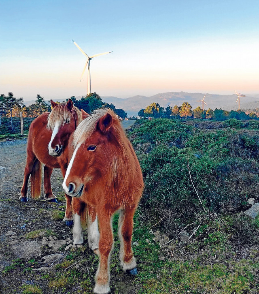 Muere una mujer tras caer y quedar atrapada bajo un caballo en Ágreda (Soria)