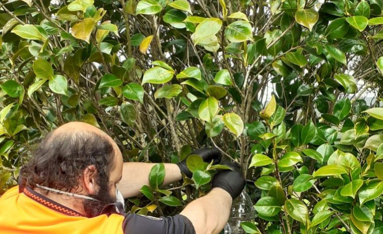 A Laracha repartirá a partir del lunes trampas y líquido para capturar reinas de velutina