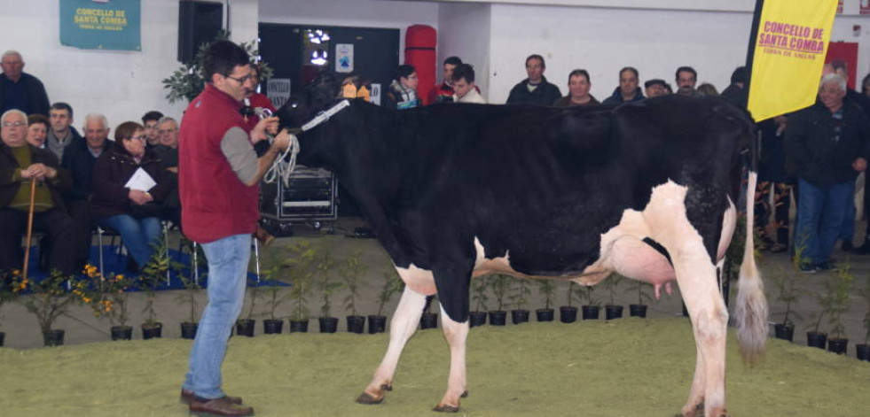 Santa Comba vive su Semana do Leite, que culmina con la Poxa de Xovencas