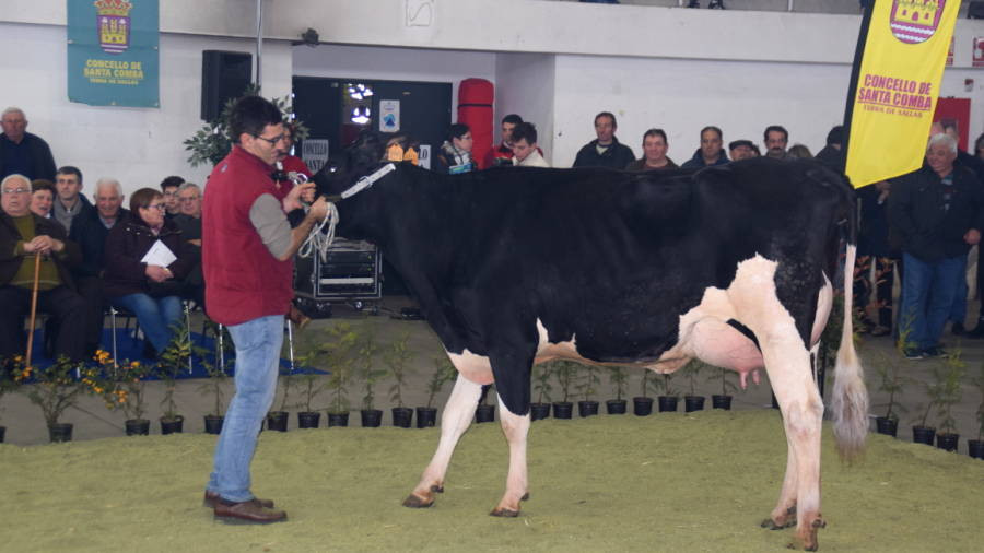 Santa Comba vive su Semana do Leite, que culmina con la Poxa de Xovencas