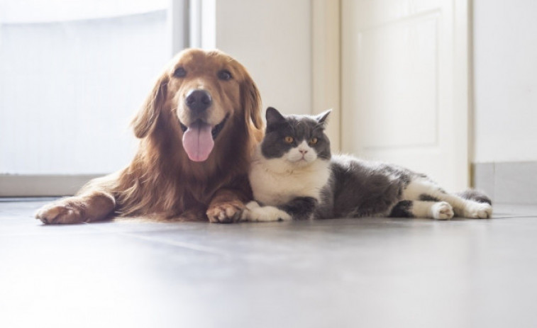 La ley animal sin perros de caza es aprobada definitivamente por el Congreso