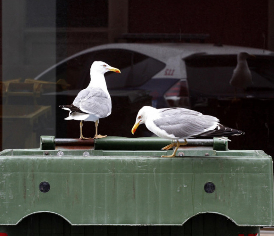 La basura anima la campaña en Meis