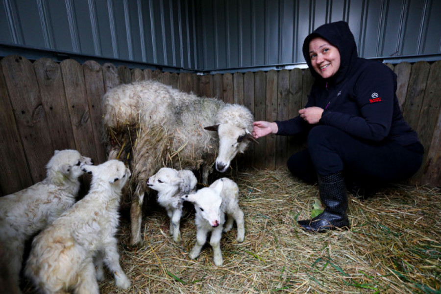 "Marujiña", la oveja gallega protagonista de un inusual parto de cuatrillizos