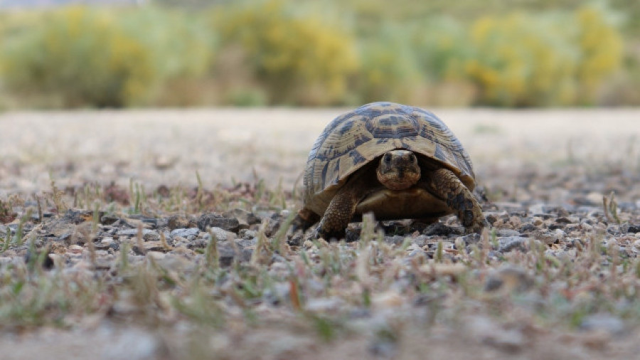 Algunas tortugas y cocodrilos pueden extinguirse en pocos años