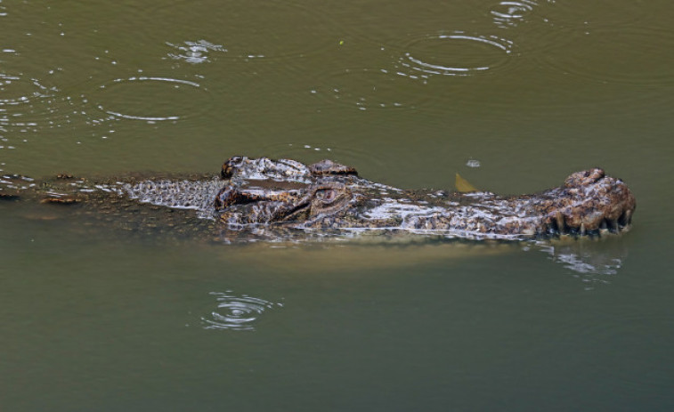 Hallan el cuerpo de un niño desaparecido en Florida en la boca de un caimán