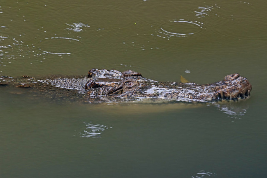 Hallan el cuerpo de un niño desaparecido en Florida en la boca de un caimán