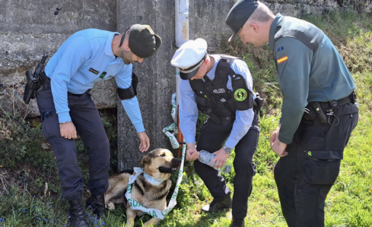 La Guardia Civil de A Coruña rescata a un perro en el Camino Francés