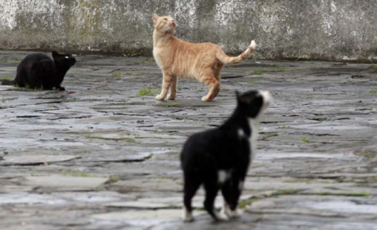 Un parlamentario surcoreano propone una ley para prohibir el consumo de perro y gato