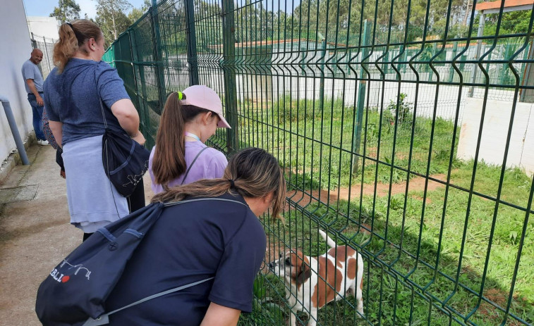 La protectora de Carballo, colapsada, deja de recoger nuevos perros abandonados