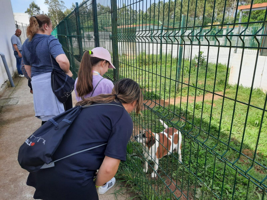 La protectora de Carballo, colapsada, deja de recoger nuevos perros abandonados