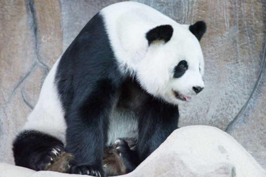 Fallece Lin Hui, el último panda cedido por China que quedaba en Tailandia