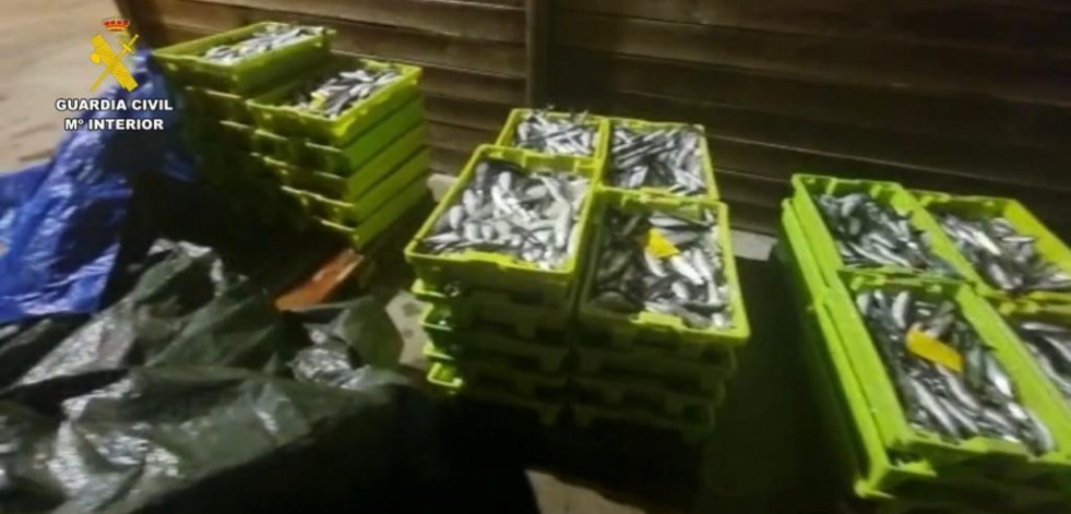 Incautados 655 kilos de sardina en el puerto de Malpica