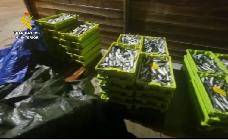 Incautados 655 kilos de sardina en el puerto de Malpica