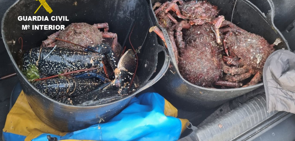 Incautados en Malpica 23 kilos de centolla y 3,5 de bogavante