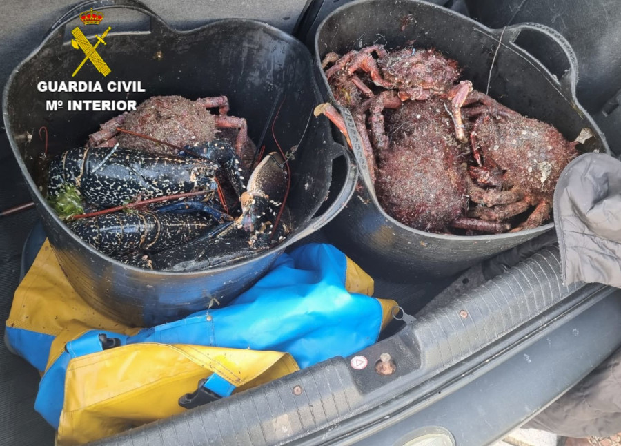 Incautados en Malpica 23 kilos de centolla y 3,5 de bogavante