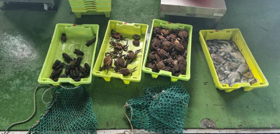 Incautan 7 kilos de pulpo, 8 kilos de nécoras y 1 kilo de santiaguiños en Malpica