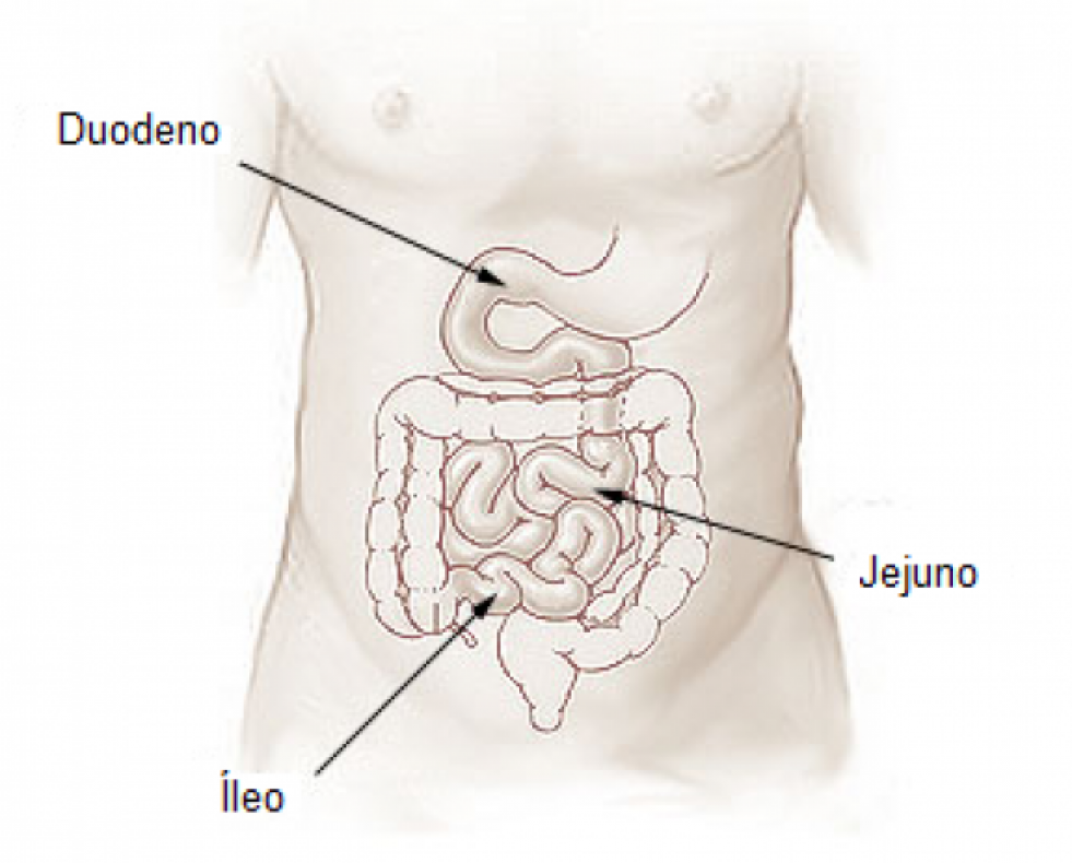 Intestino