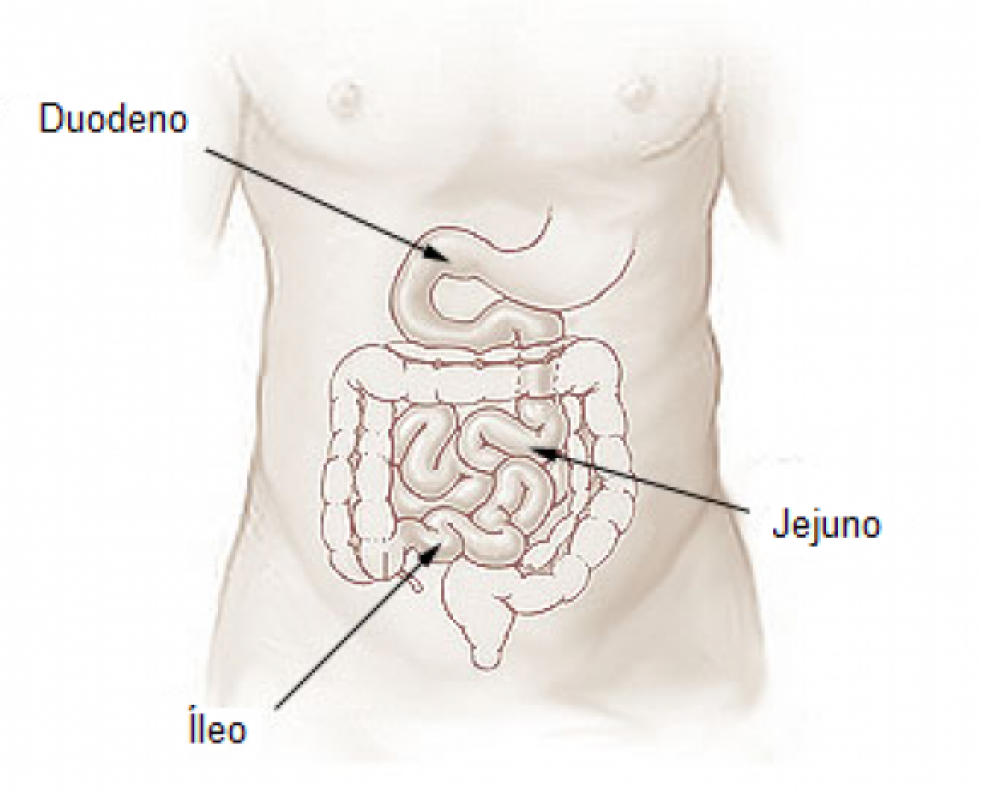 Intestino