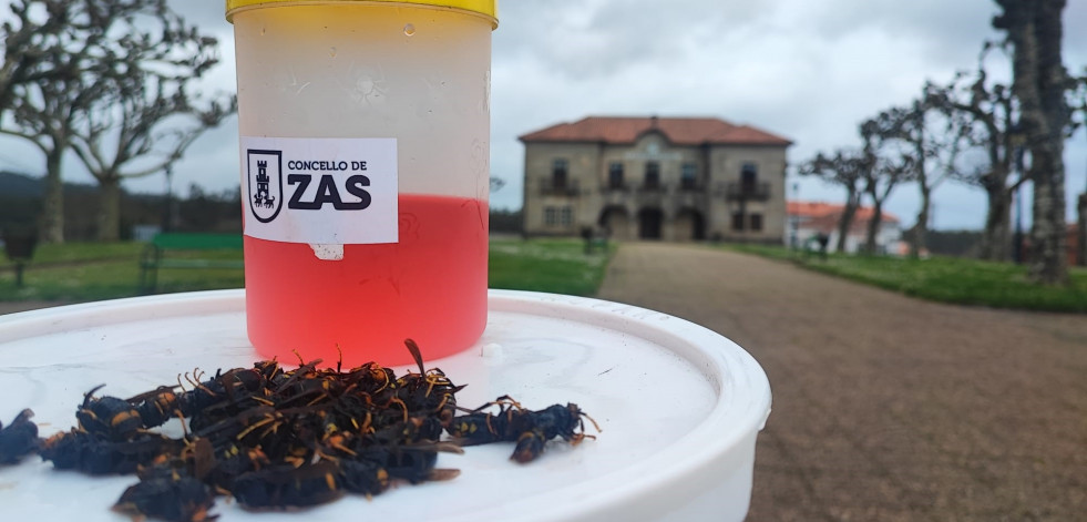 Capturadas en Zas doce mil velutinas en los dos primeros meses de la campaña de trampeo