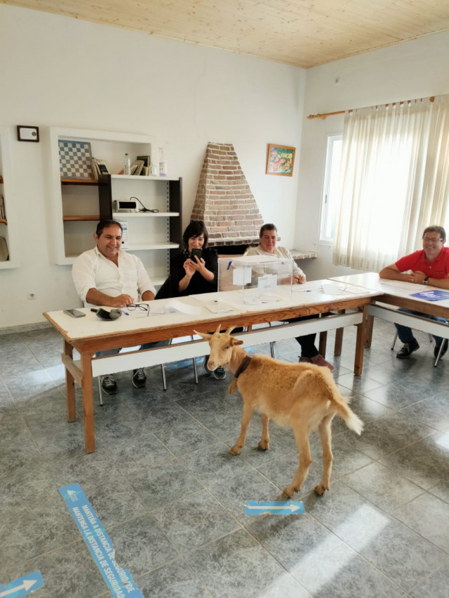 Una cabra se cuela en el colegio electoral de Setecoros en Valga