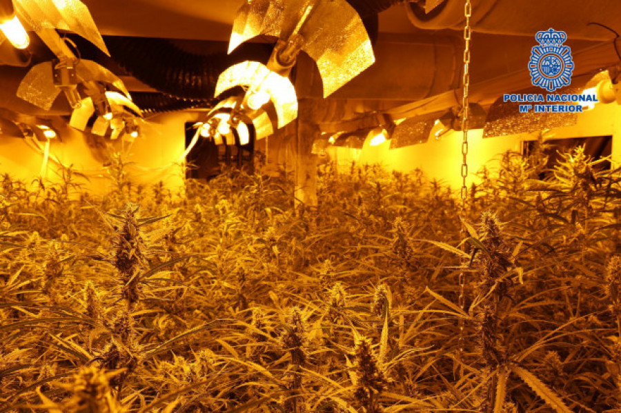 Descubren una plantación subterránea donde se producían 2,4 toneladas de marihuana al año