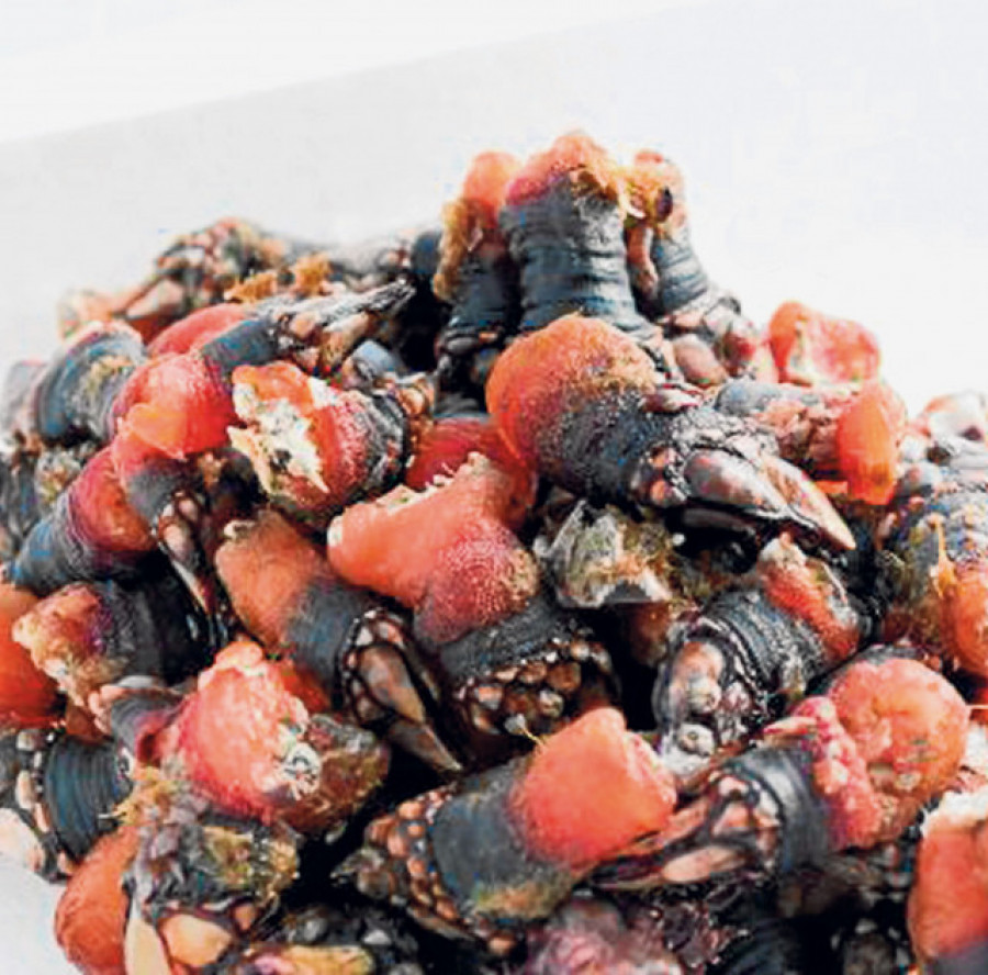 Pimiento de Arnoia, percebe de Cedeira