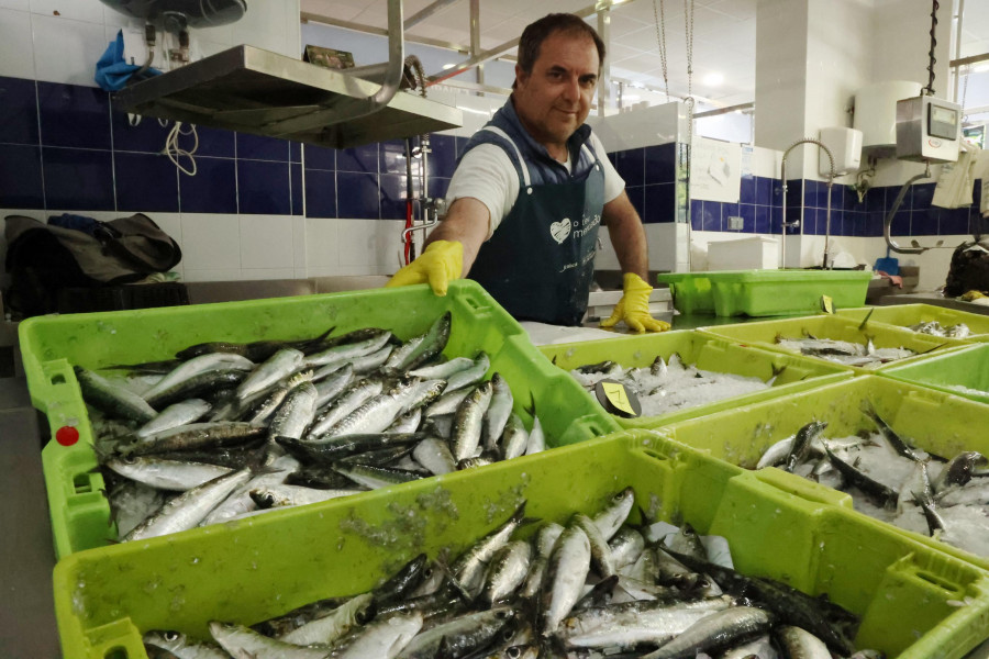 Las sardinas, a buen precio en vísperas del San Juan