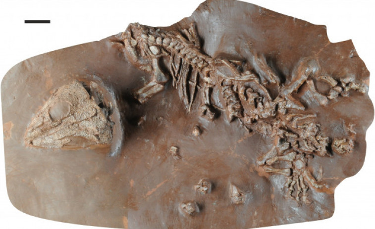 Hallan en Mallorca el fósil de una nueva especie de reptil de hace unos 270 millones de años