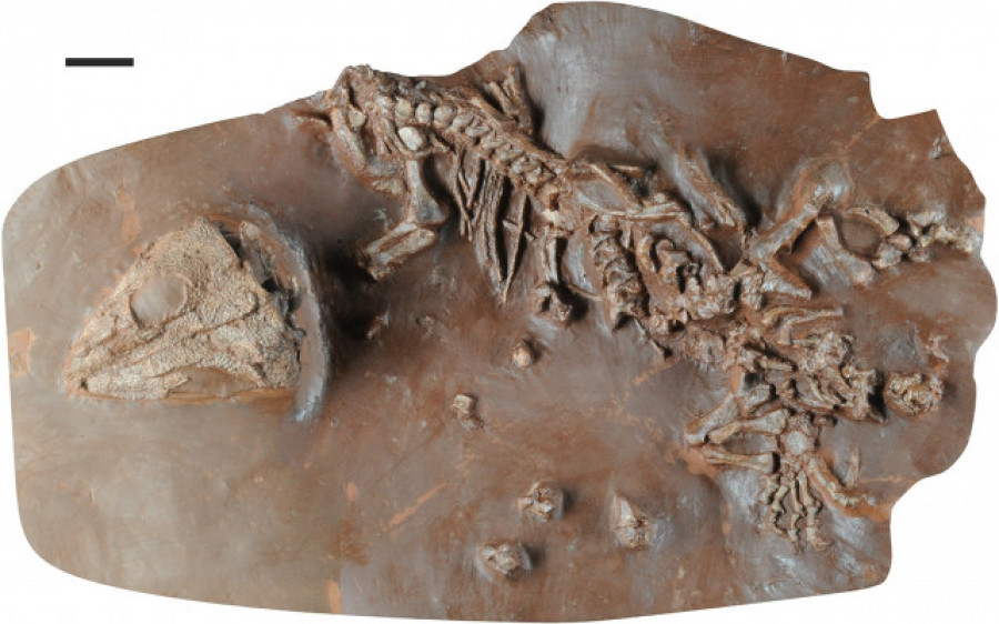 Hallan en Mallorca el fósil de una nueva especie de reptil de hace unos 270 millones de años