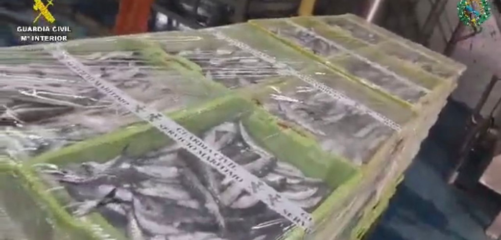 Incautados casi 14.000 kilos de sardina en Corcubión