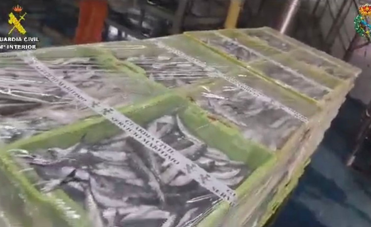 Decomisan 2.293 kilos de sardina pescada de manera furtiva en Muros en víspera de San Juan