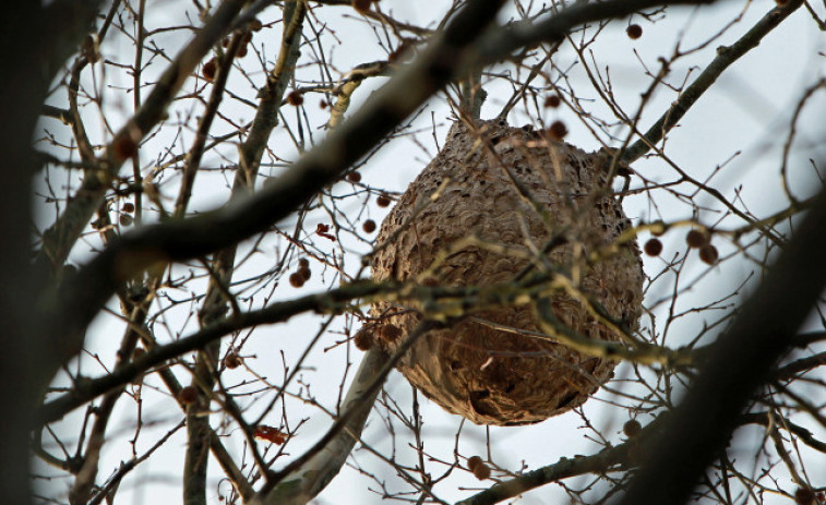Retirados más de 2.000 nidos de avispa velutina entre enero y junio en Galicia