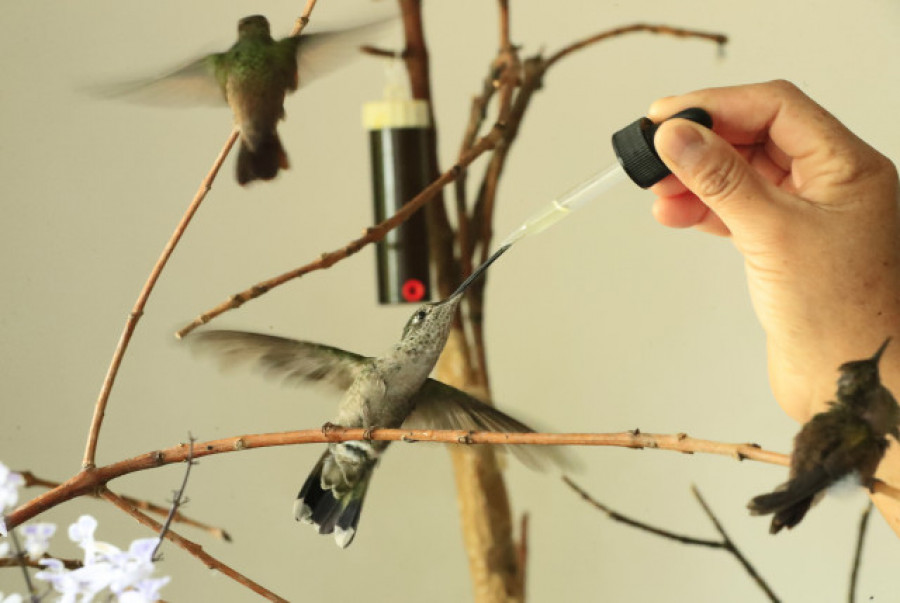 Un "hospital" de colibríes da vida a estas aves heridas y huérfanas en Ciudad de México