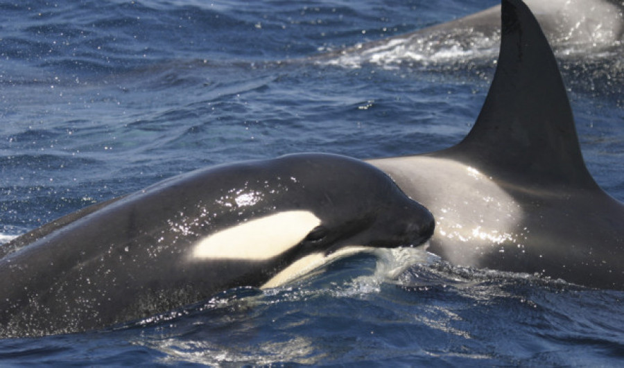 Remolcado un velero tras sufrir daños por interactuar con orcas en Fisterra