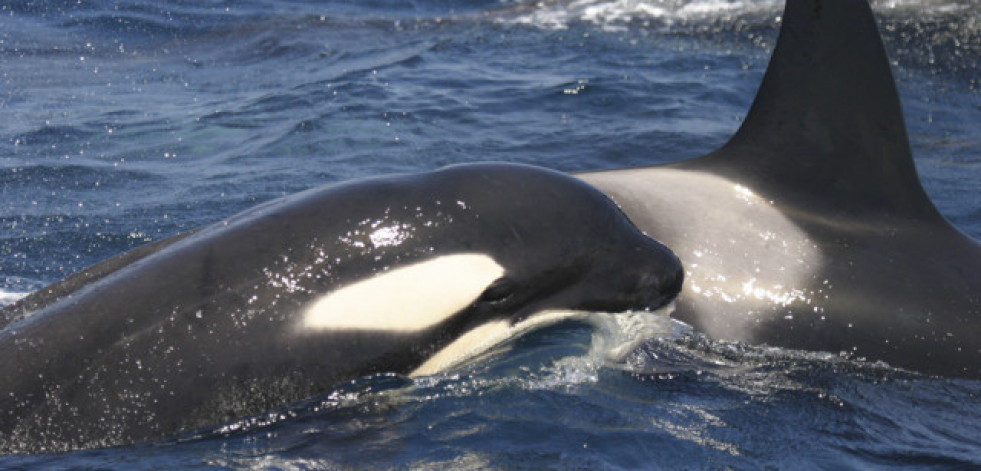 Remolcado un velero tras sufrir daños por interactuar con orcas en Fisterra