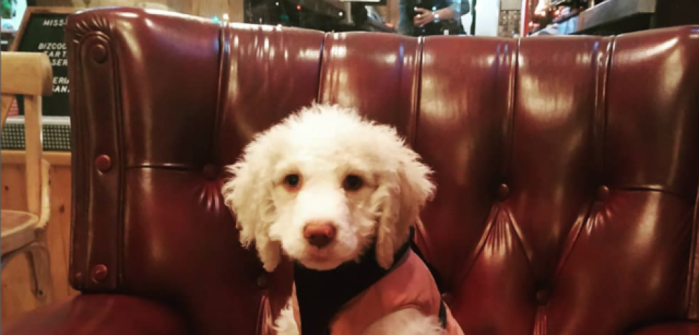 Comer con perro: así son los restaurantes 'pet friendly' de Galicia