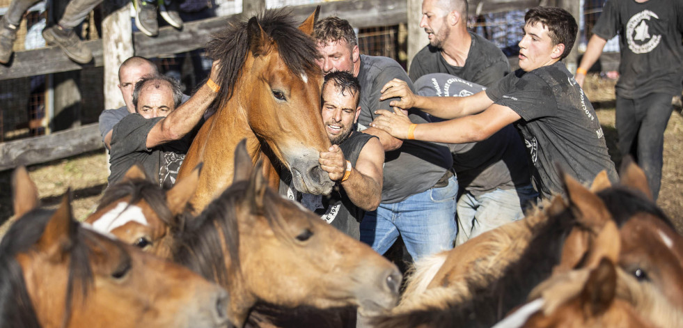 Cuerpo a cuerpo entre hombre y animal en la Rapa de Vimianzo