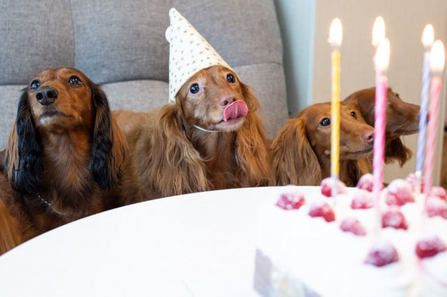 Día Mundial del Perro: Celebraciones para mascotas, una tendencia al alza