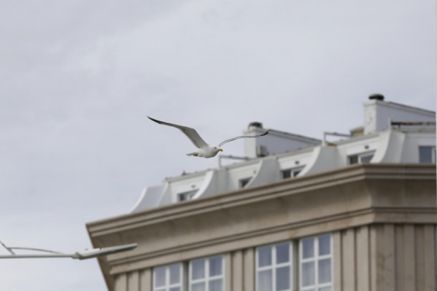 Las gaviotas patiamarillas del Mediterráneo son más grandes que las del Cantábrico