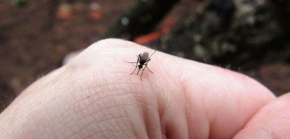 Picaduras y repelentes de insectos