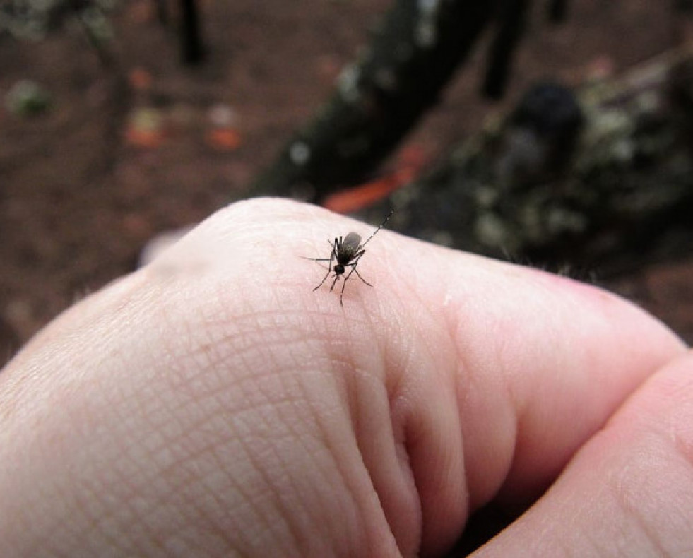 Picadura de mosquito