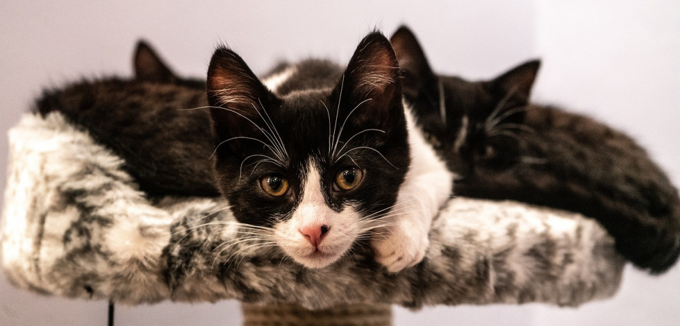 Día Internacional del Gato: ¿Cómo hacerlos felices?