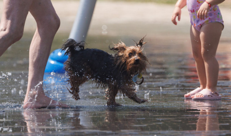 Ourense estudia poner en marcha una playa fluvial para perros en el río Miño