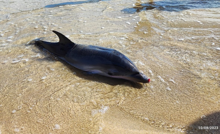 Devuelven al mar un delfín varado en Malpica